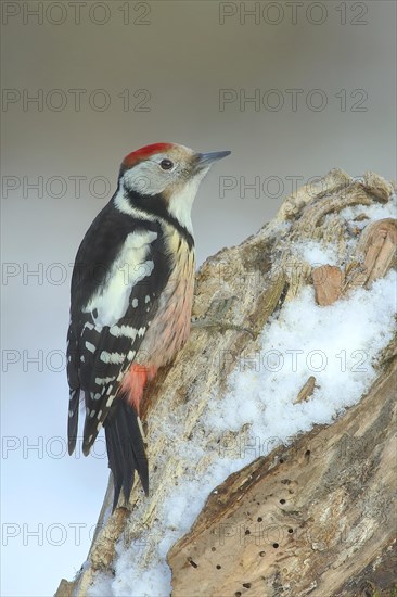 Middle Spotted Woodpecker