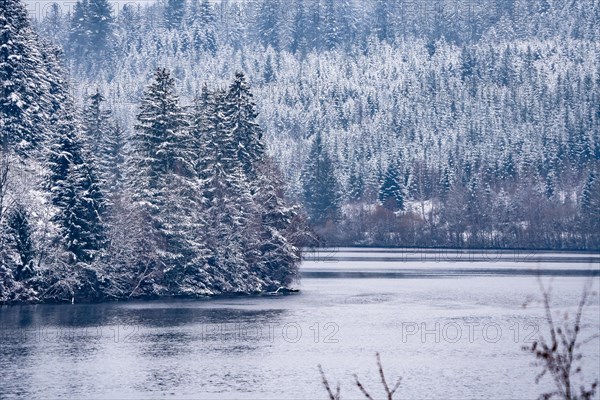 Forest by the lake with snow in winter