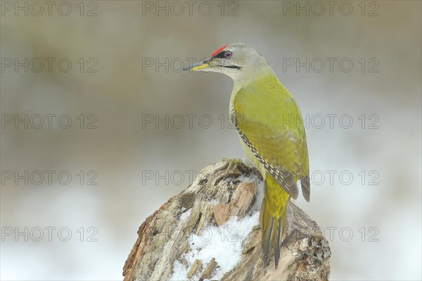 Grey-headed woodpecker