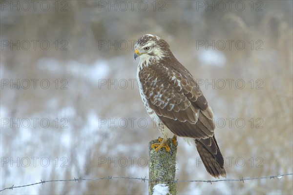 Common steppe buzzard