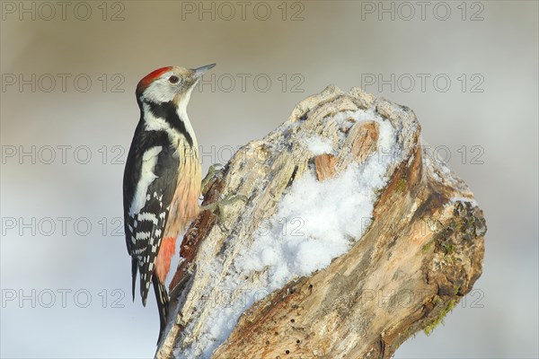 Middle Spotted Woodpecker