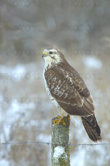 Common steppe buzzard