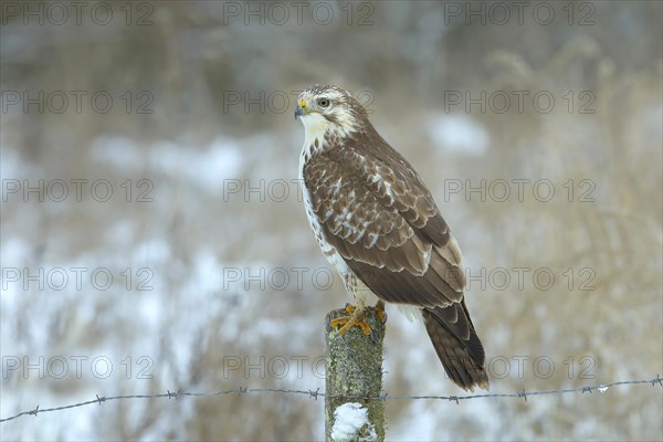 Common steppe buzzard