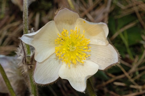 Spring pasque flower open white flower