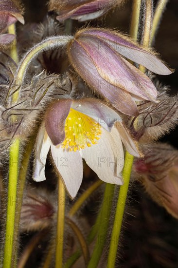 Spring pasque flower two open and closed white flowers on top of each other