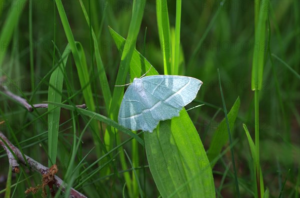 Campaea margaritata