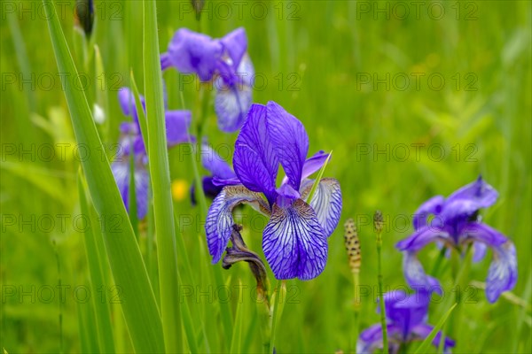 Siberian iris