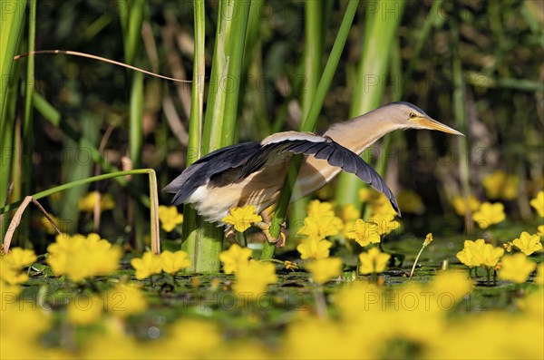 Little Bittern