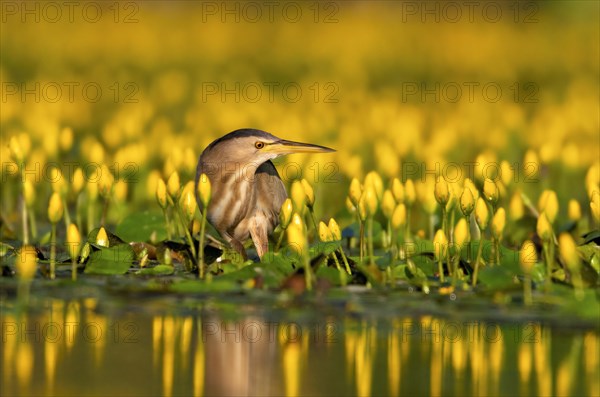 Little Bittern