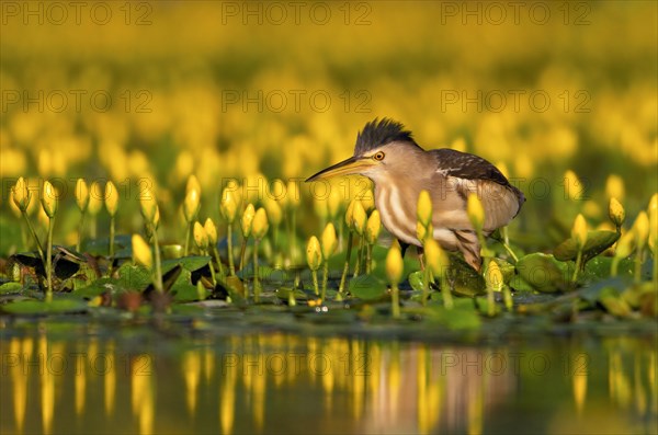 Little Bittern