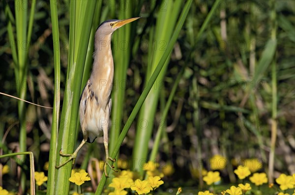 Little Bittern