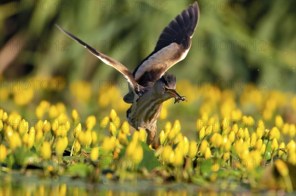 Little Bittern