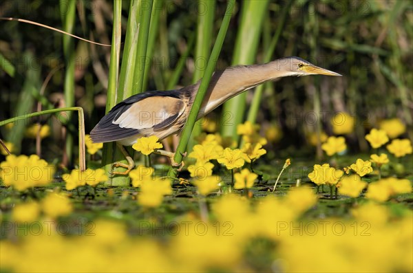 Little Bittern