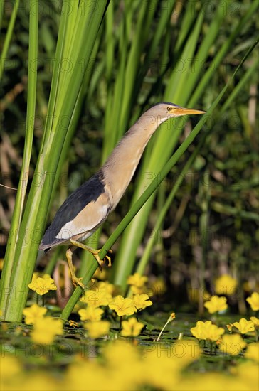 Little Bittern