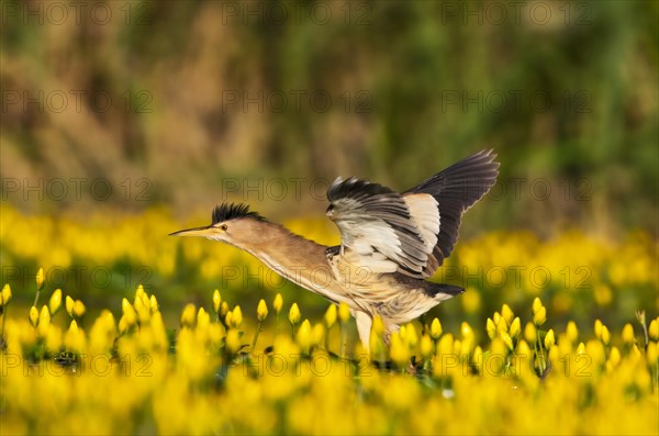 Little Bittern