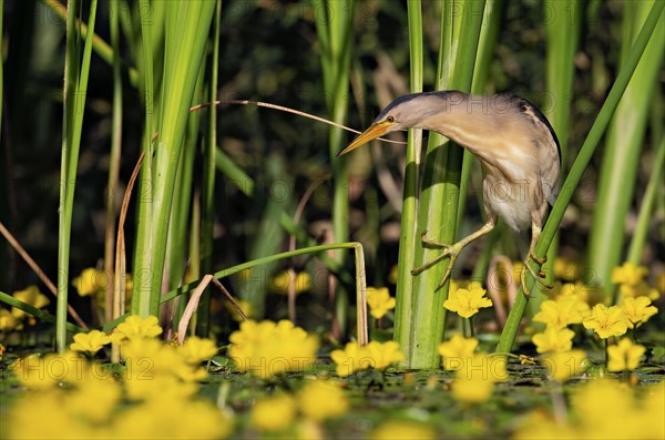 Little Bittern