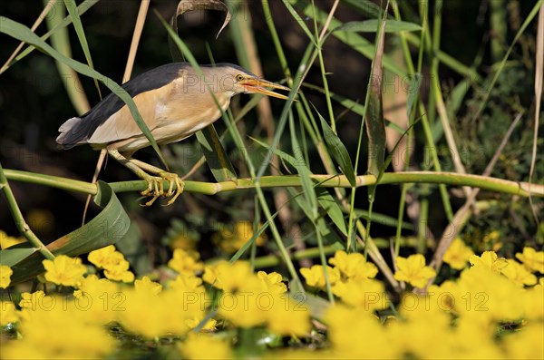 Little Bittern