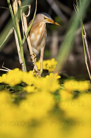 Little Bittern