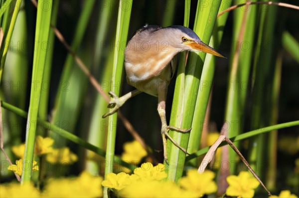 Little Bittern