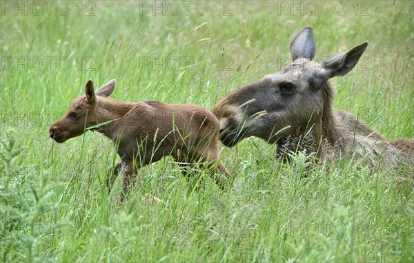 Cow moose