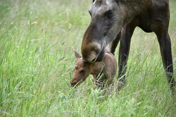 Cow moose