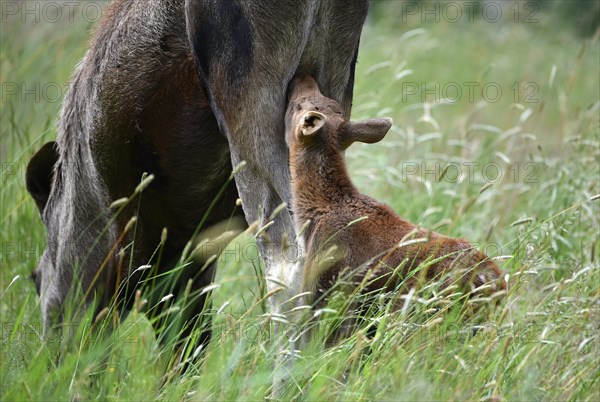 Cow moose