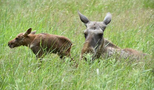 Cow moose