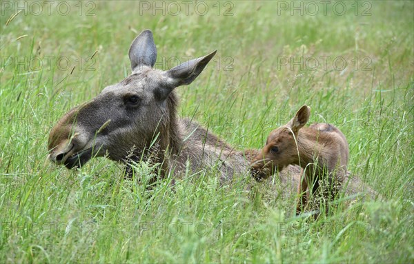 Cow moose