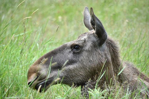 Cow moose