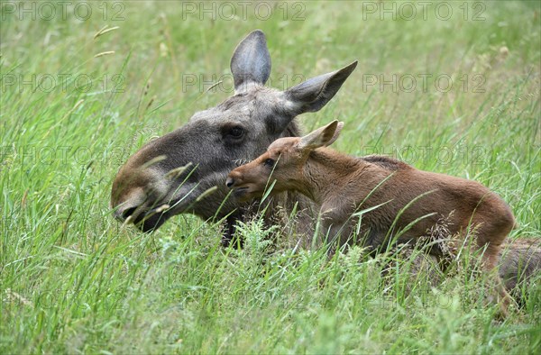 Cow moose