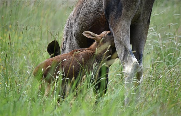 Cow moose