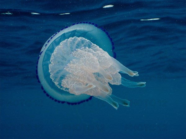 Barrel jellyfish