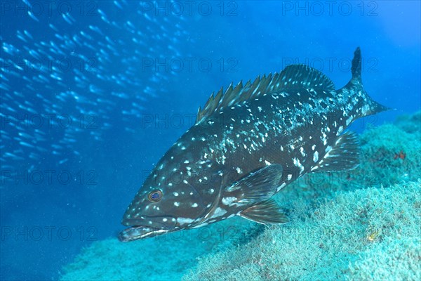 Dusky grouper