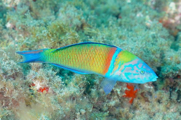 Ornate wrasse