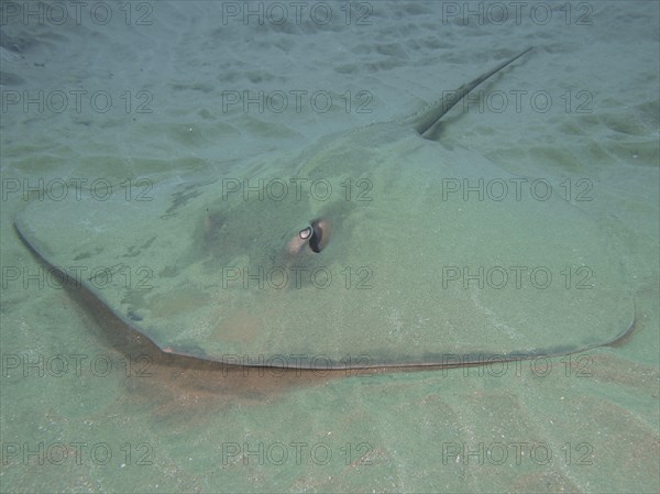 Dragon stingray