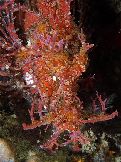 Portrait of popeyed scorpionfish