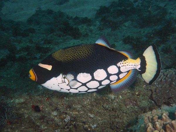 Clown triggerfish