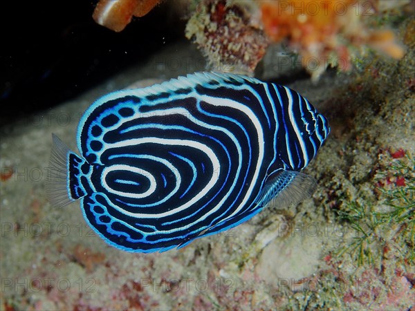 Juvenile Emperor Angelfish