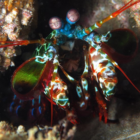 Portrait of peacock mantis shrimp