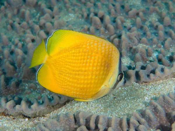 Sunburst butterflyfish