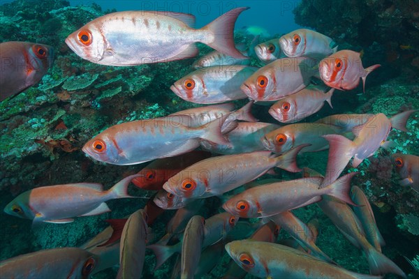 Group of common bigeye