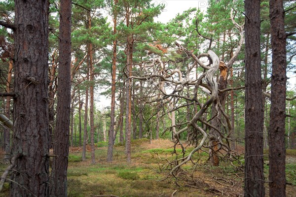 Deadwood structure in the Darss National Park