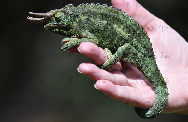 Jacksons horned chameleon