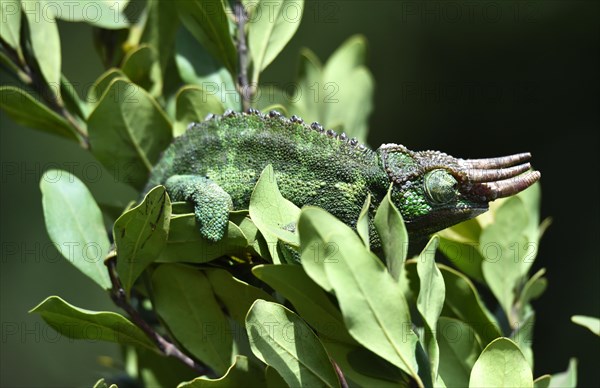 Jacksons horned chameleon