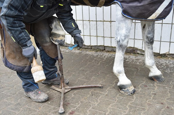 Farrier makes a new horseshoe for horse