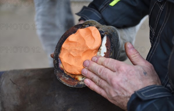 Farrier makes a new horseshoe for horse