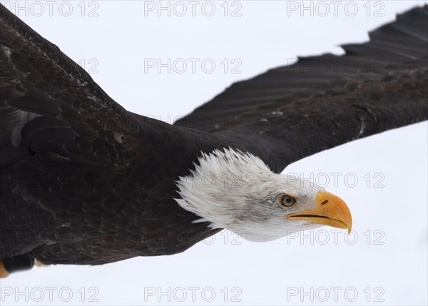 European white-tailed eagle
