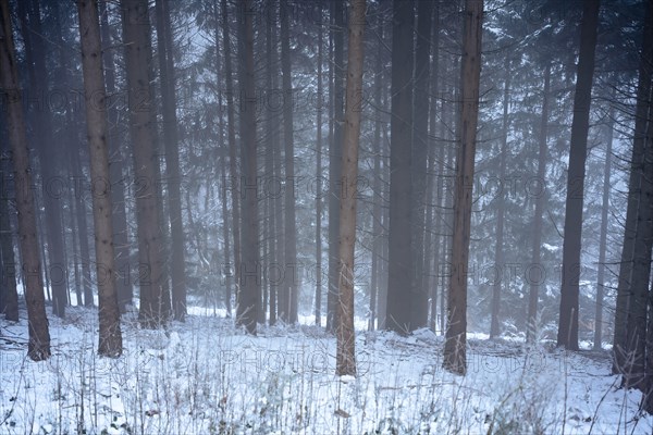 Forest in the snow in fog