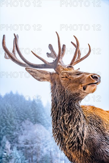 Deer in winter with snow