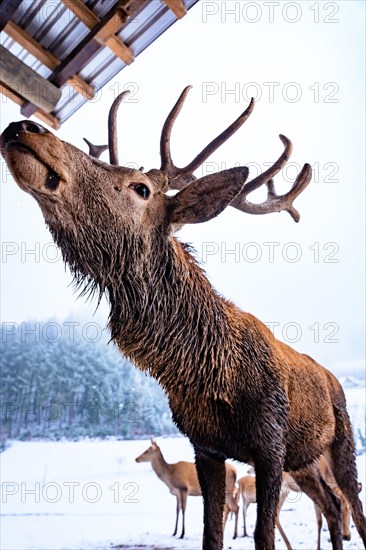 Deer in winter with snow